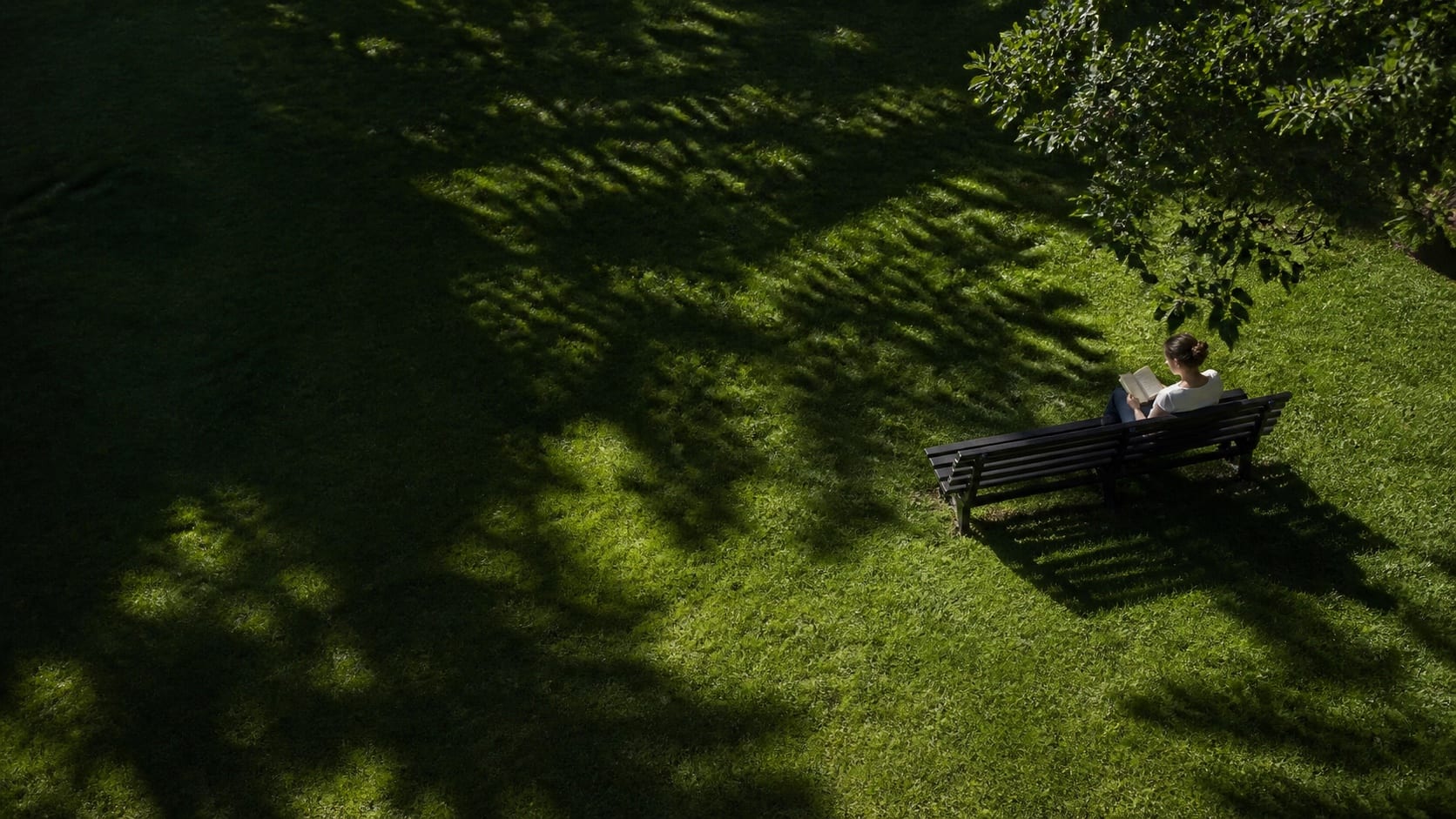 A person reading on a bench beneath a tree