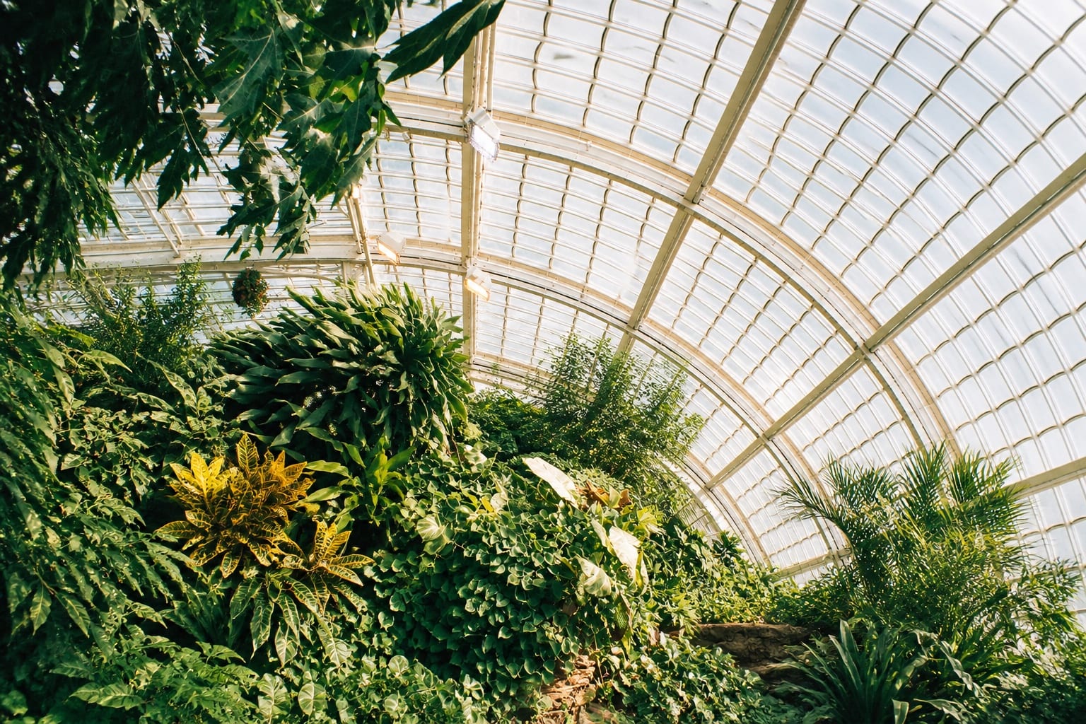 Tropical plants beneath the curved glass roof of a conservatory